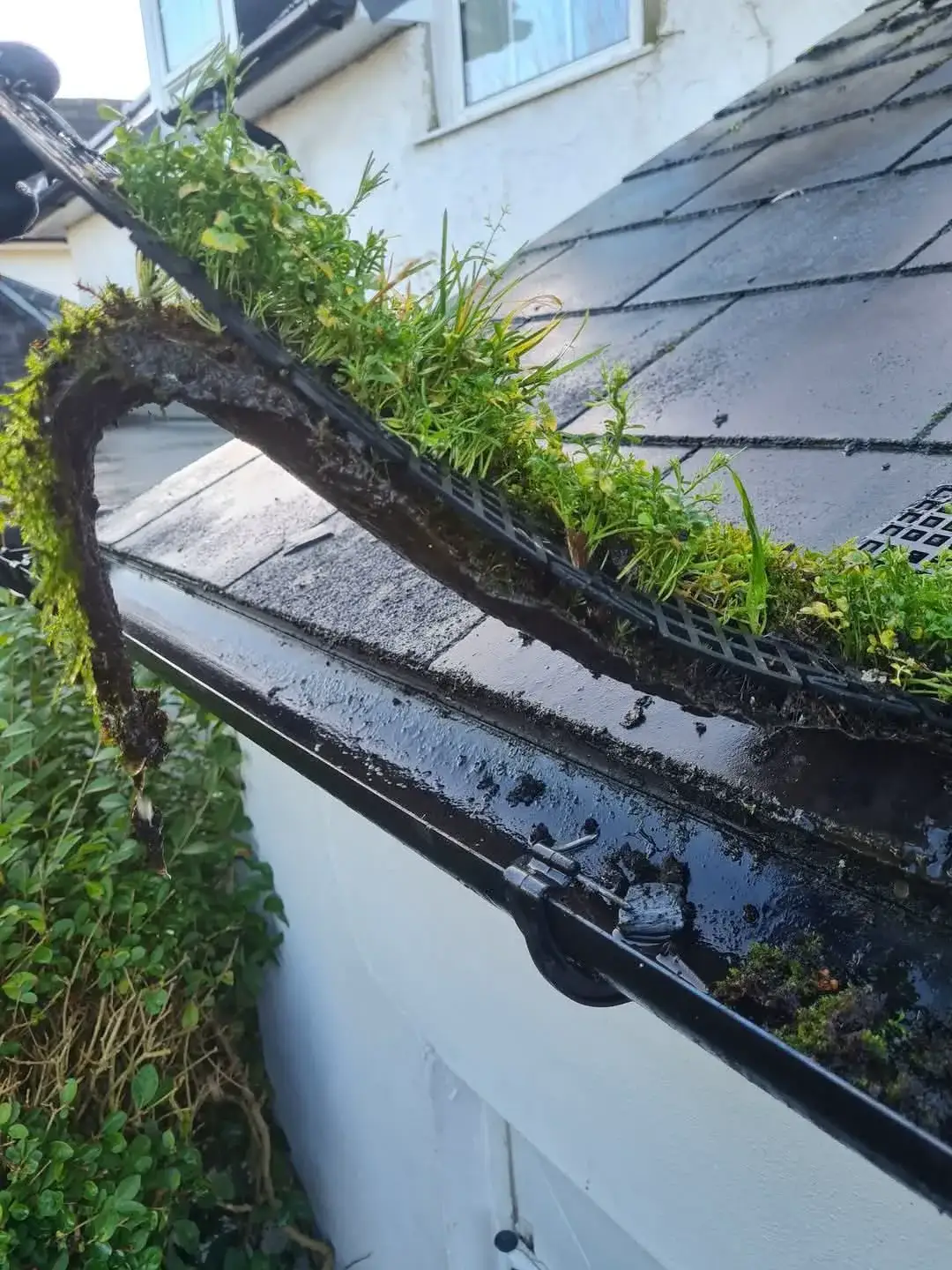 Professional gutter clearing and debris removal on a British house